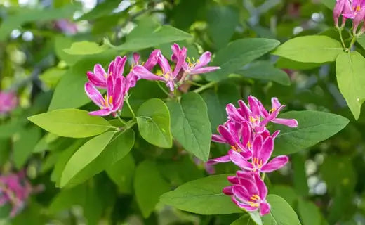 Vibrant pink fragrant blossoms with slender petals and yellow centers amid lush green leaves