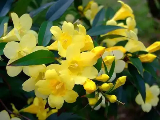 Carolina jasmine bright yellow trumpet flowers with green leaves