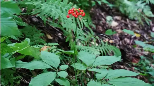 Wild Ginseng Research from TN Nursery