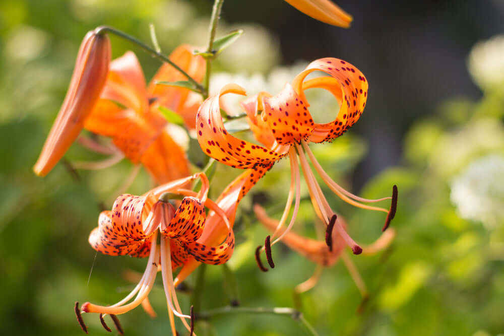Vibrant tiger lilies with orange petals, dark spots and curling edges