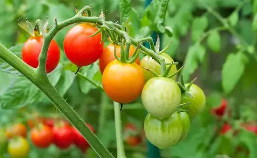Organic cherry tomatoes in reds, oranges, greens on vine