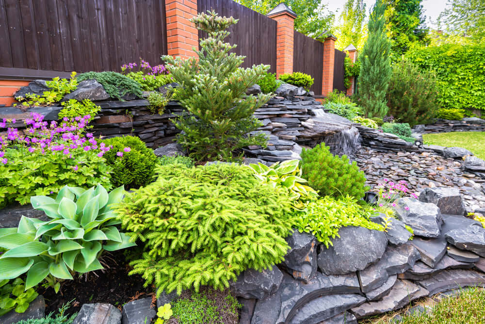 Lush green coniferous shrubs layered among dark gray stones in lasagna garden bed
