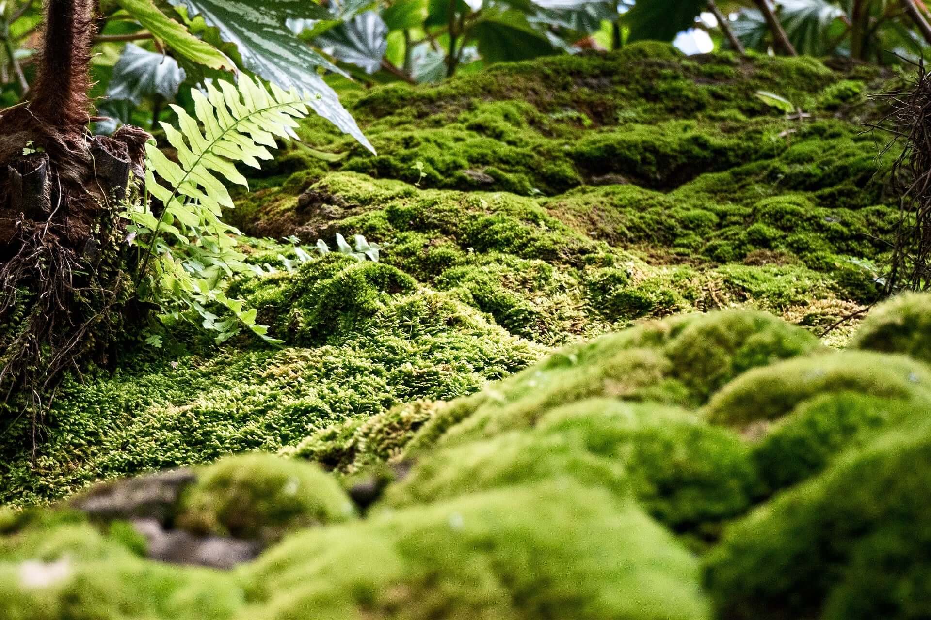 Lush green moss as natures carpet blanketing forest floor
