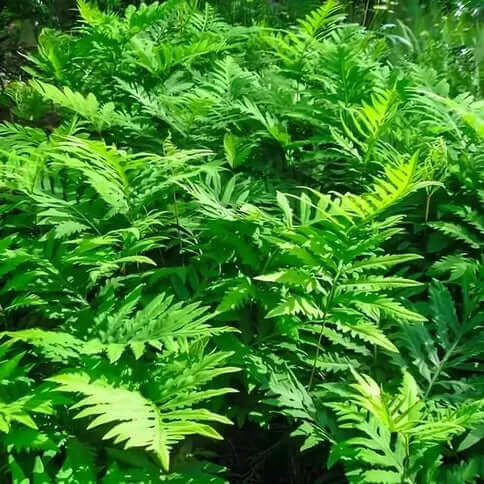 Lush green ferns with feathery fronds for shaded landscaping areas