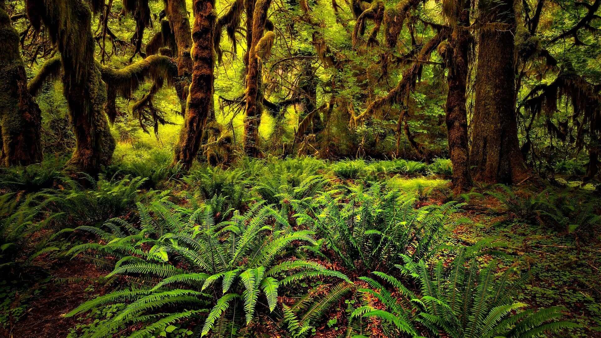 Lush green ferns carpet forest floor in ecological restoration site