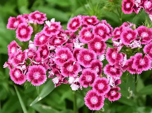 Vibrant pink and white Sweet William dianthus flowers with ruffled petals
