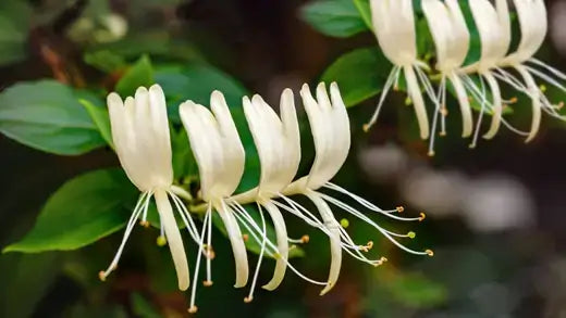 White honeysuckle flowers with tubular petals on thriving vine
