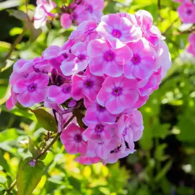 Vibrant pink phlox flowers with purple centers in lush Texas greenery