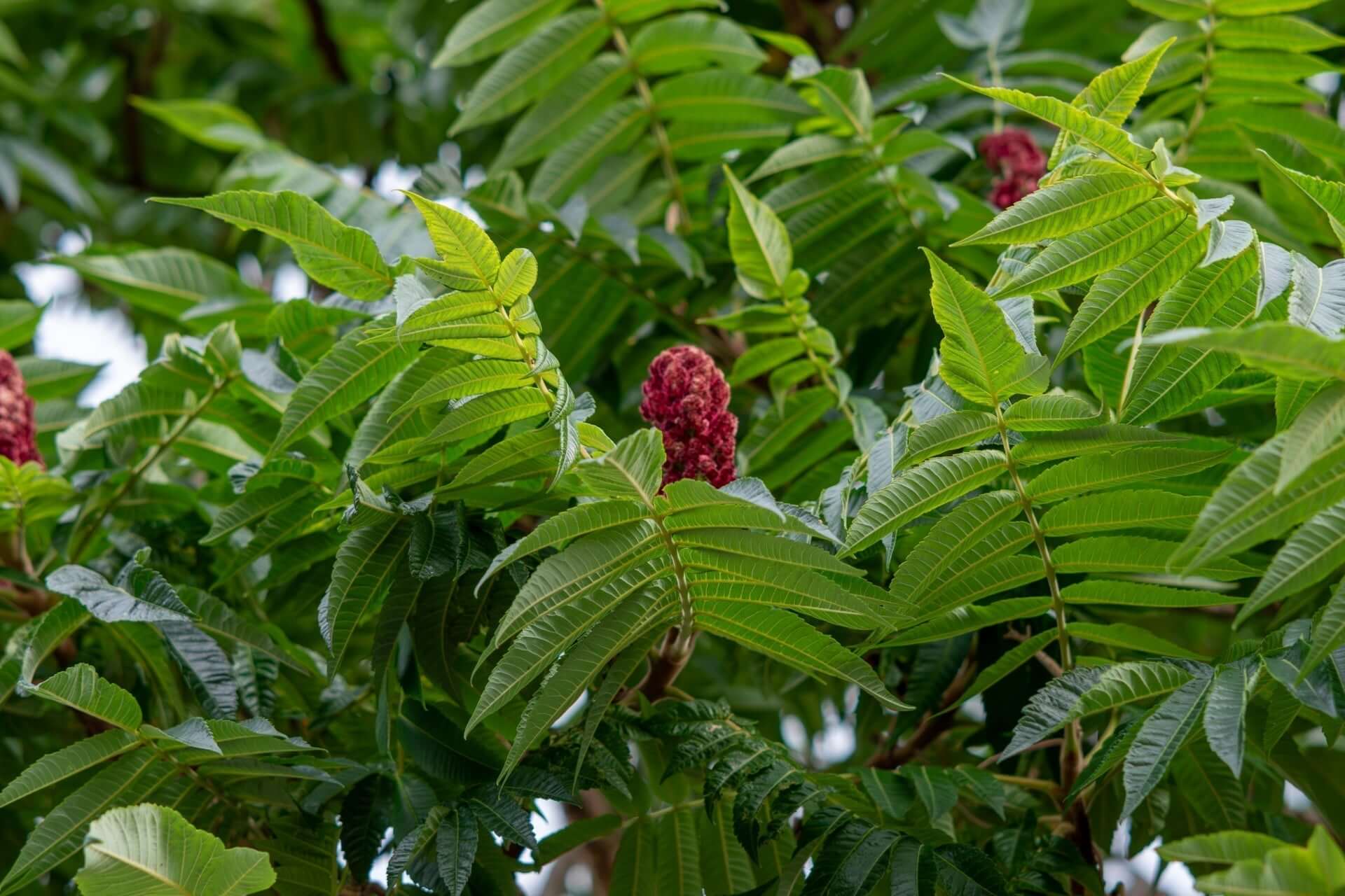 Vibrant crimson red staghorn sumac flower clusters among lush green leaves