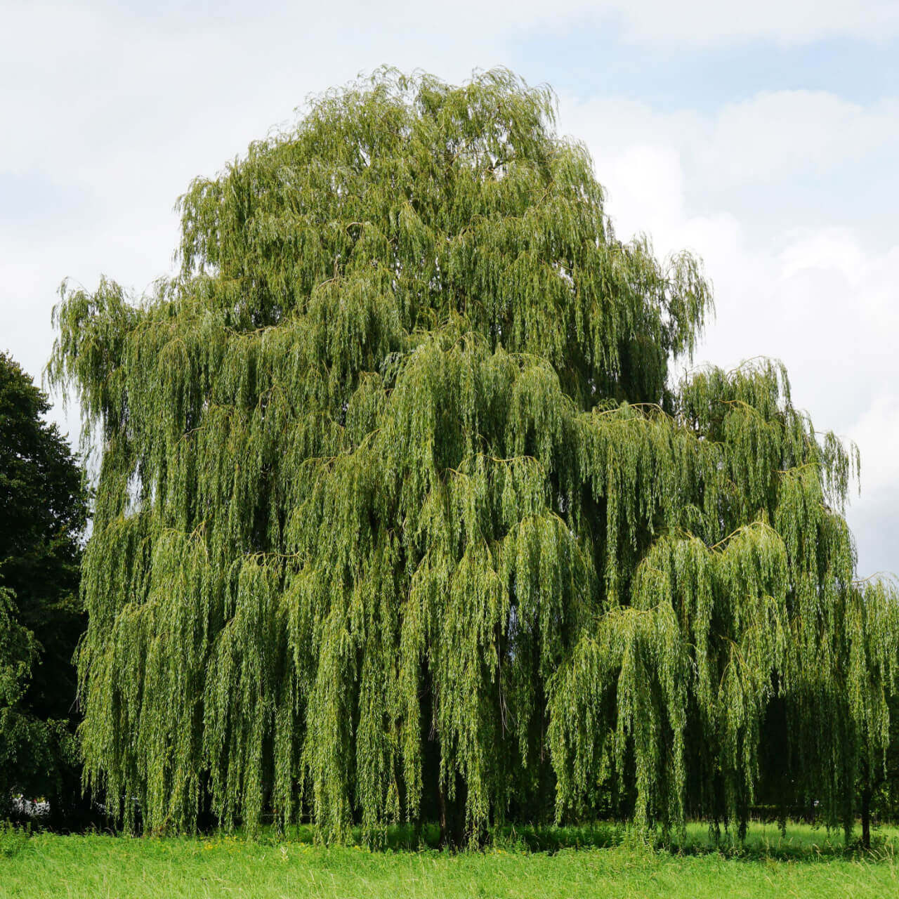 Lush weeping willow tree with cascading green leaves, where willow trees grow
