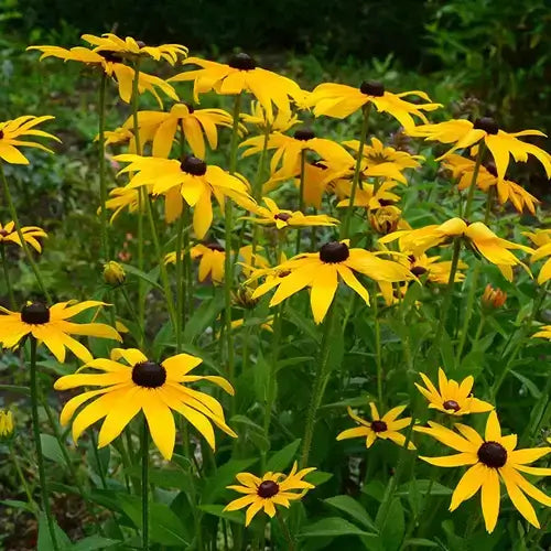 Vibrant yellow black-eyed susan field attracts pollinators