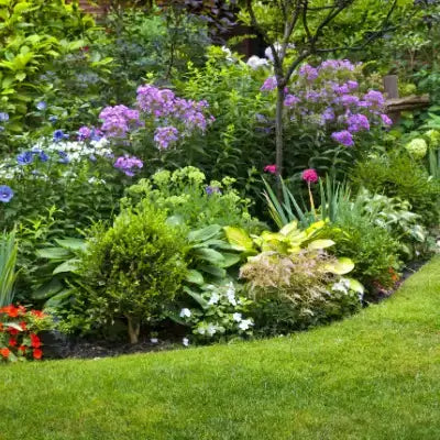 Vibrant purple blue red perennial flowers in lush green garden bed