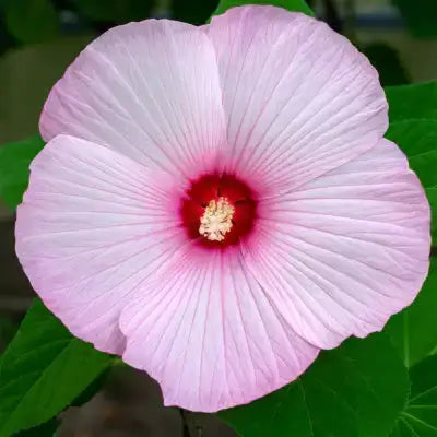 Delicate pink Marsh hibiscus flower with ruffled petals and red center