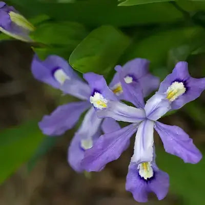 Vibrant dwarf crested iris flowers with purple petals and white yellow centers in lush green foliage