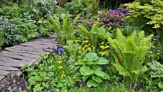 Lush bog garden path lined with ferns and colorful flowers