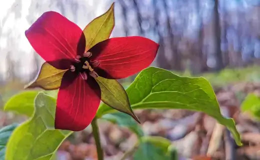 Vibrant red trillium flower with glossy petals in enigmatic forest.