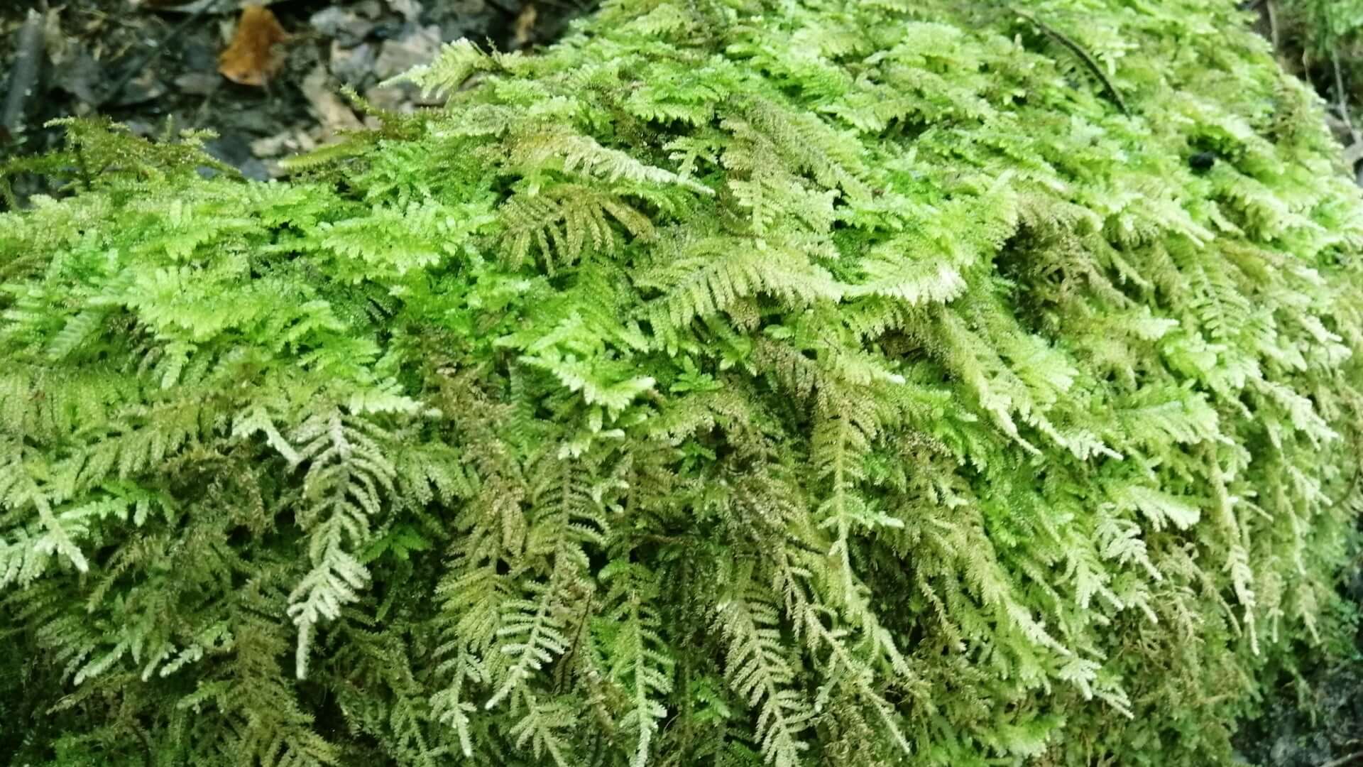 Vibrant Thuidium moss with lush green fern-like fronds on textured surface