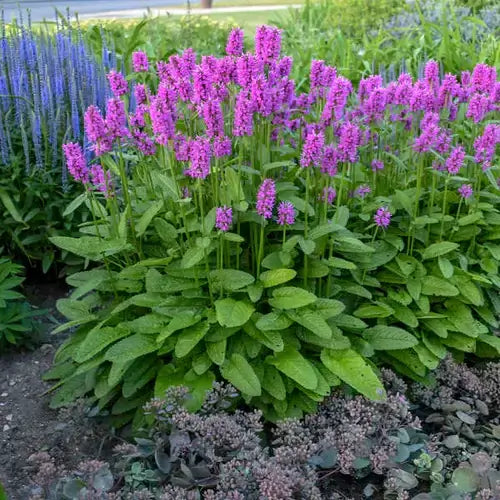 Vibrant purple winter-friendly flowers with broad green leaves in TN Nursery garden bed