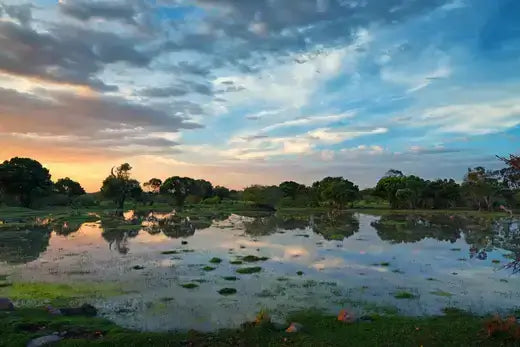 Serene pond at dusk mirroring sunset, reviewed by Swamp Peoples Troy Landry