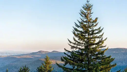 Tall Virginia pine tree with dense green needles against blue sky