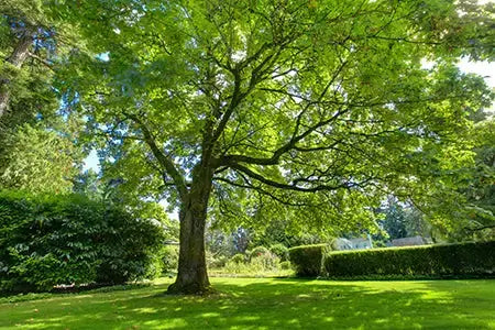 Majestic leafy green shade tree with thick trunk in sunlit backyard garden