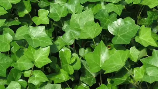 Lush green ivy leaves with glossy vibrant finish for planting vines