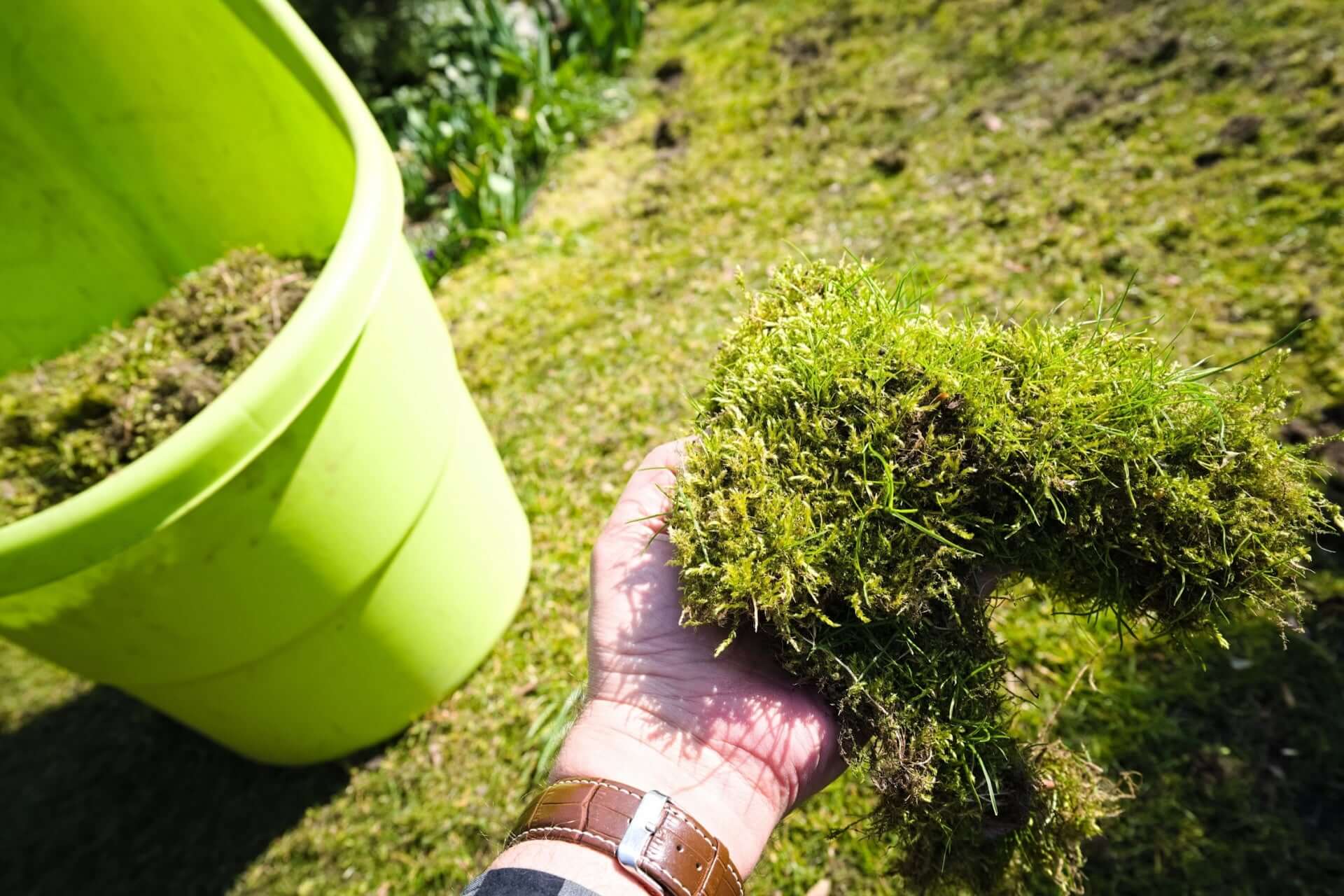 Hand holding vibrant green lawn moss with feathery texture in sunlight
