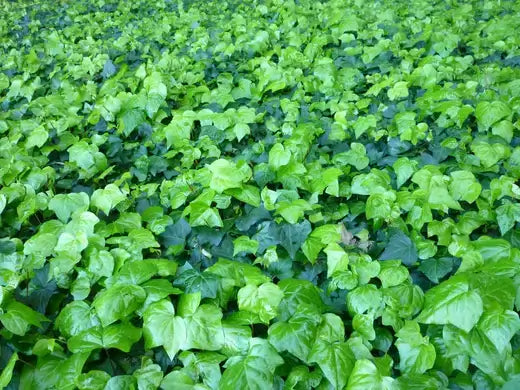 Discover the Benefits of the English Ivy Plant for Your Home  TN Nursery