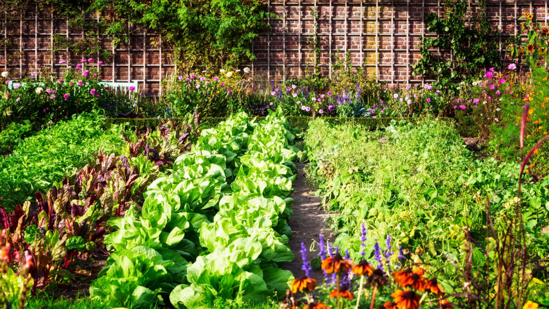 Vibrant green lettuce with purple red foliage in lush garden beds from The Vegetable Gardeners Bible