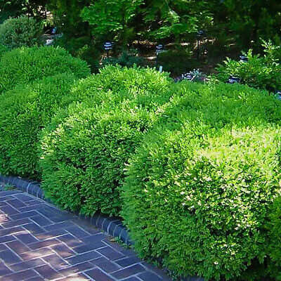 Vibrant green spherical topiary native shrubs lining brick pathway