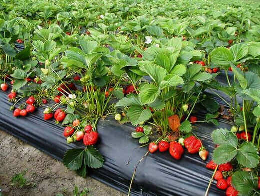Vibrant red strawberries growing in rows on black plastic mulch bed for planting.