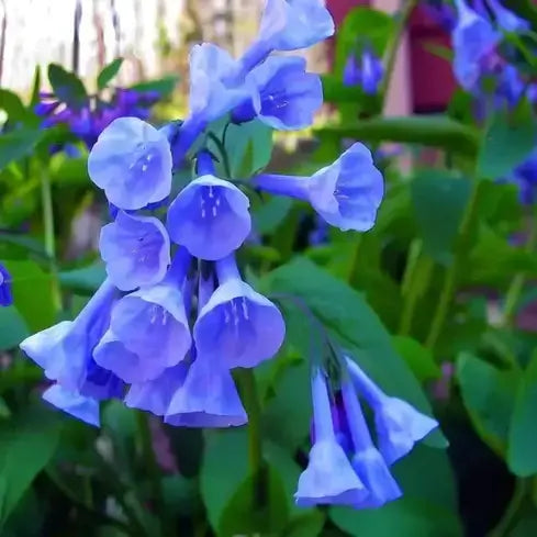 Vibrant blue bell-shaped flowers in perennial border design