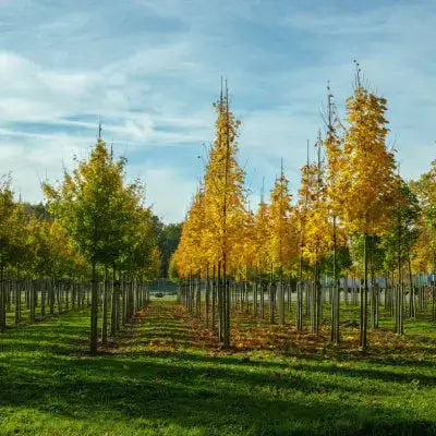 Rows of golden-yellow trees from nursery in sunlit field