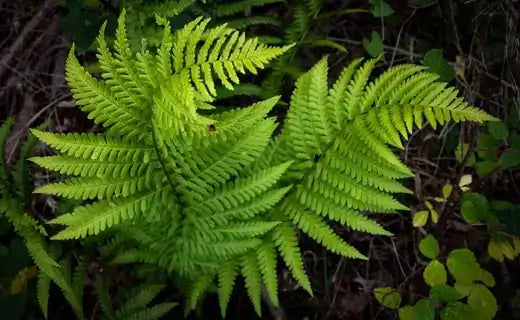 Vibrant lime-green fern fronds with feathery texture in The Ancient Charm of Ferns