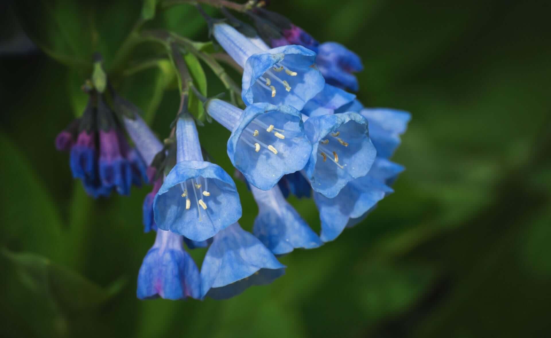 Delicate blue bell-shaped perennials for early spring planting