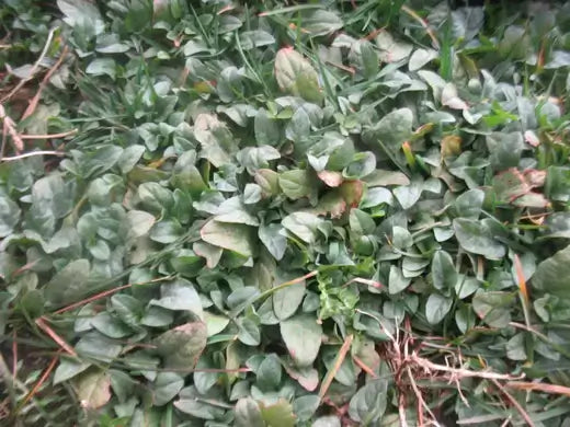 Green leafy ground cover with brown spots in Success with Vines