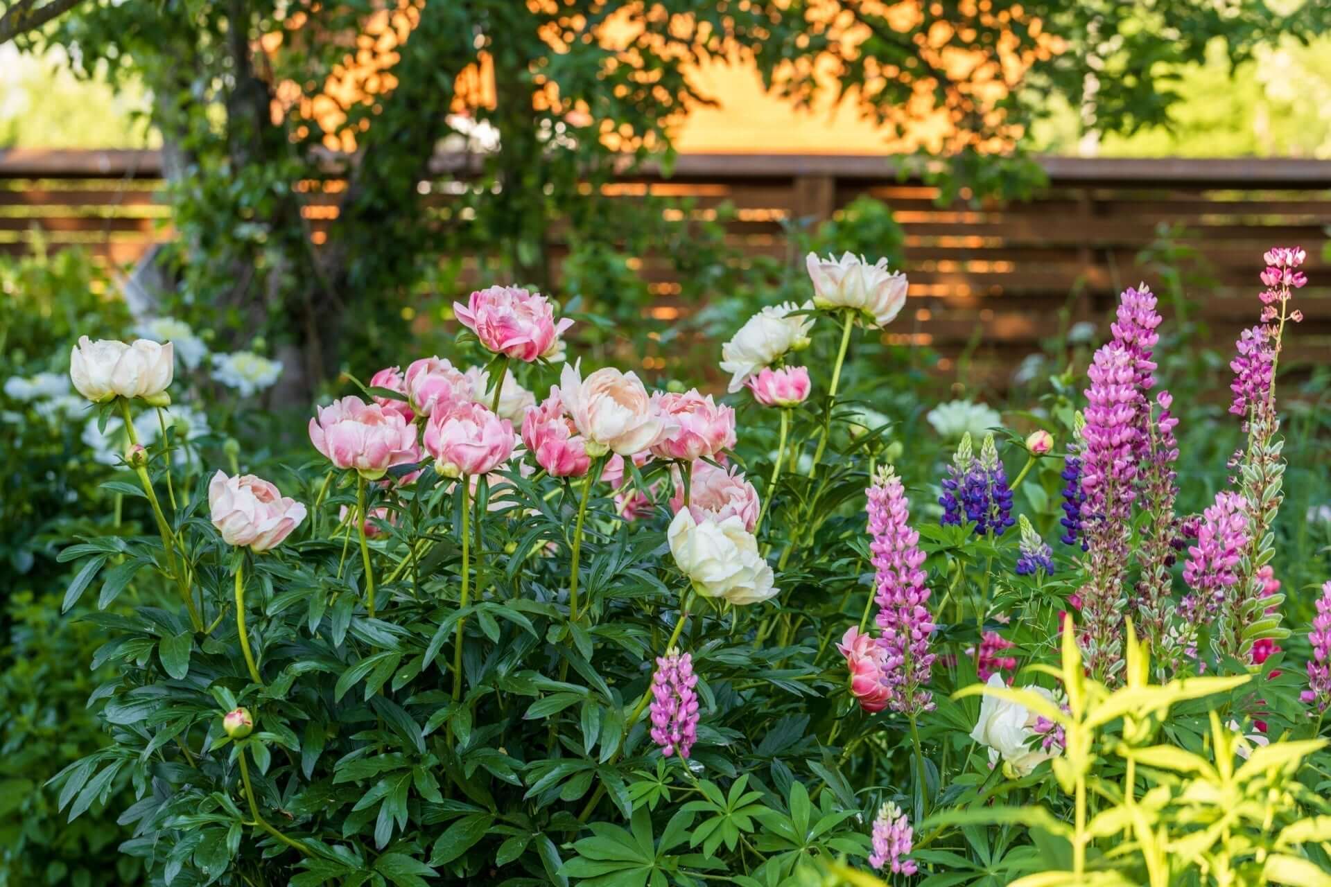 Vibrant zone 5 garden with pink peonies, purple lupines, blue flowers