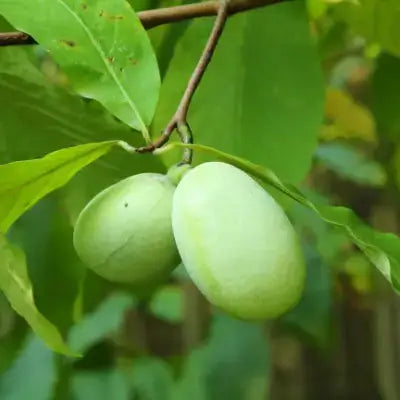 Two light green paw paw fruits hanging from branch on growing tree