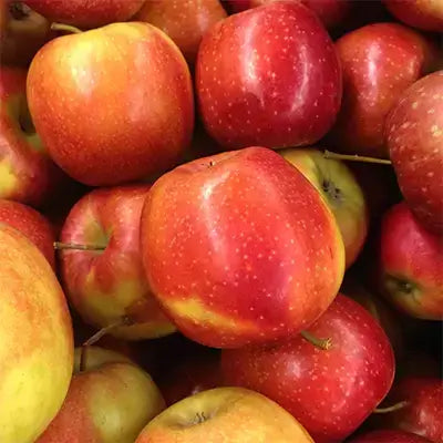 Pile of glossy red and yellow speckled apples for apple trees