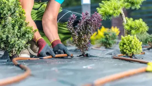 Gardener in black gloves planting purple-leafed shrub in landscaping garden