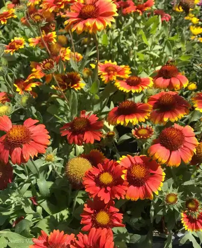 Vibrant red and yellow blanketflower blooms with lush green foliage