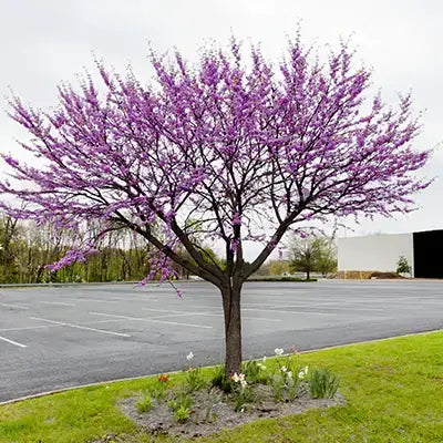 Vibrant purple flowering tree with sturdy trunk for long-term blooms beside parking lot