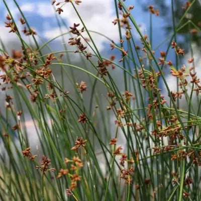 Smooth cordgrass tall green reeds with brown flower clusters against blue sky