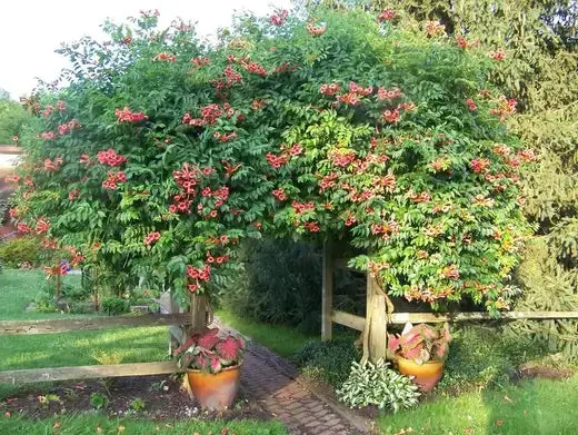 Crossvine vine cascading over wooden arbor in garden