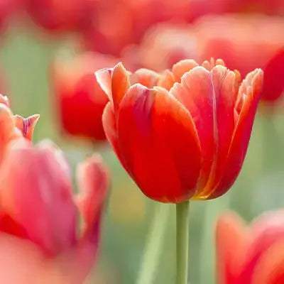 Vibrant red tulip expressing love with curled petals and orange center gradient