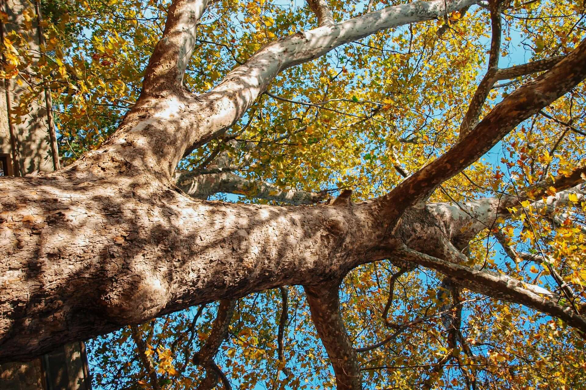 Majestic sycamore tree with golden-yellow leaves against blue sky
