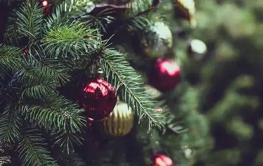 Shiny red Christmas ornament on green pine branch