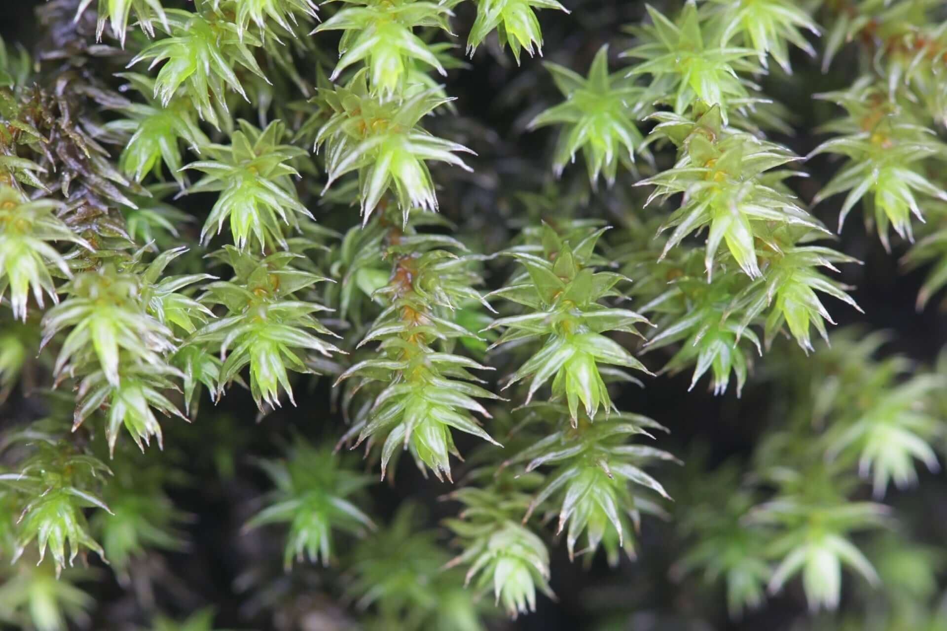 Vibrant Hedwigia ciliate moss with delicate spiky leaf-like structures
