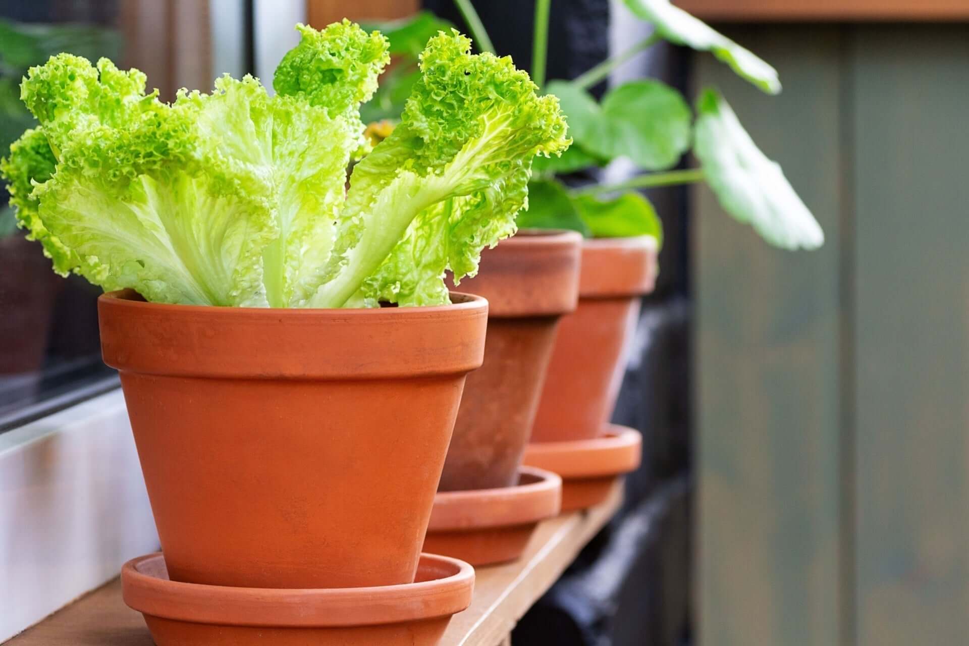 Vibrant green lettuce thriving in terracotta pot for container gardening