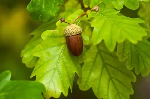 Smooth dark brown acorn with beige cap among green oak leaves for wildlife habitat
